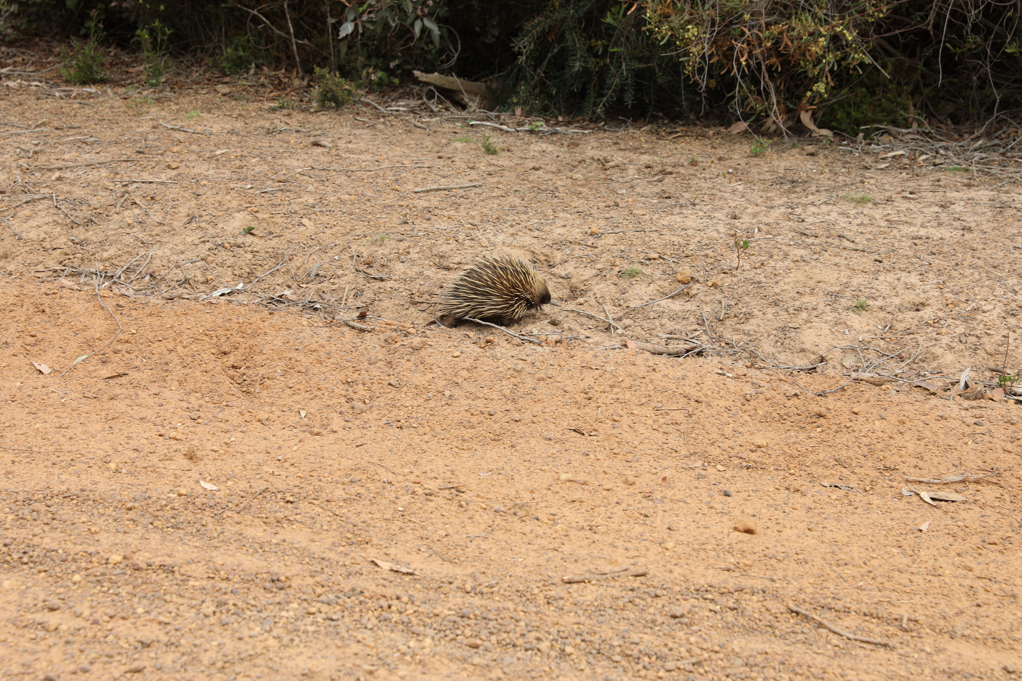 2019 10 02 13 16 07 Canon EOS 5D Mark IV 0024